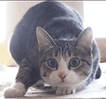 吸烟表情包沙雕图片1 吸烟表情包沙雕图片1