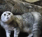 搞笑高级特工穿山甲表情包4 搞笑高级特工穿山甲表情包4