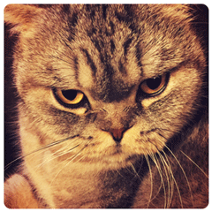 猫耳朵可爱表情包7 猫耳朵可爱表情包7