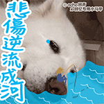 老公找不到了表情包2 老公找不到了表情包2