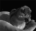 表情包沙雕搞笑动漫人物4