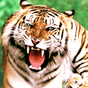 海底小纵队表情包8