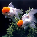 恐怖简易表情画法10