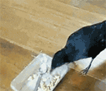 新型冠状病毒生气表情8 新型冠状病毒生气表情8