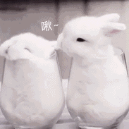 校园萌宠图片5 校园萌宠图片5