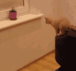 抱抱表情包可爱仓鼠1