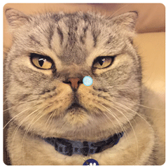 明星动态加文字表情包4