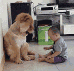 小狗的视频搞笑表情包5