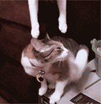 峰峰方言表情包3