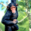 图包的表情大全1