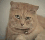 网上恶搞过年拿红包的表情包10 网上恶搞过年拿红包的表情包10