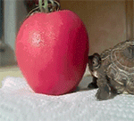 情书的表情4 情书的表情4