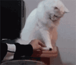 爱情公寓张伟请做搞笑表情包4 爱情公寓张伟请做搞笑表情包4