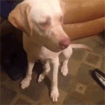 滑稽抛媚眼表情图片5