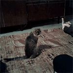 抖音上怎么加文字表情10 抖音上怎么加文字表情10