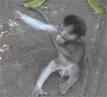 山水早晨问候动态图片表情5 山水早晨问候动态图片表情5