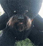 原神钟离质朴表情包8