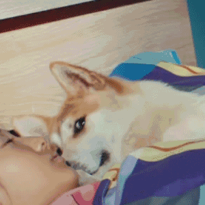 爱情的表情包动态gif3 爱情的表情包动态gif3