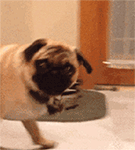 嘛嘛哒表情包可爱4