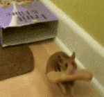 qq动态表情视频11 qq动态表情视频11