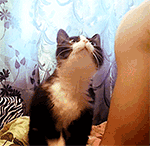 搞怪脸型表情包10 搞怪脸型表情包10