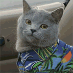 amusing搞怪表情包7 amusing搞怪表情包7