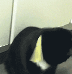 原神可莉表情再氪两单嘛8