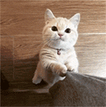 美女搂抱狼表情包可爱10 美女搂抱狼表情包可爱10