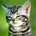 最火的表情包可以连起来的 是一个句子12 最火的表情包可以连起来的 是一个句子12