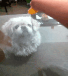 爱情的表情包动态gif1 爱情的表情包动态gif1