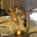 女生发爱情的表情什么回6