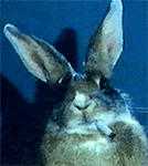 鸡蛋上画可爱表情教学10