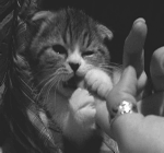 微信么么哒等隐藏表情1