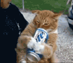 动物qq表情包下载3