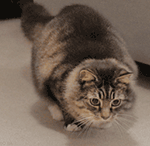 罗熙表情包想要甜甜的爱情4 罗熙表情包想要甜甜的爱情4