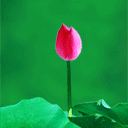 谷雨问候表情10