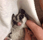 梦幻西游使用表情大全1