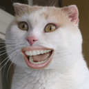 表情包爱情视频大全1 表情包爱情视频大全1