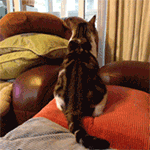 qq删好友提示表情包4 qq删好友提示表情包4