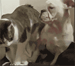 恶搞钢管舞表情8