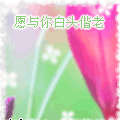 可爱猫咪的表情10 可爱猫咪的表情10
