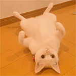 卡通可爱表情动态图12