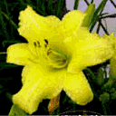 起床问候动画表情7