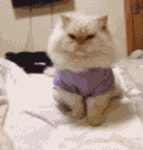 中国人熊猫沙雕表情包9 中国人熊猫沙雕表情包9