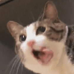 梦幻西游使用表情大全7