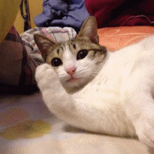 蜜桃猫做家务动态表情14 蜜桃猫做家务动态表情14