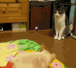 哈利波特梦幻星云表情11 哈利波特梦幻星云表情11