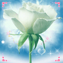 生气的猫咪头像13 生气的猫咪头像13