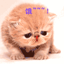 叶白衣动漫表情包11 叶白衣动漫表情包11