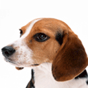 偶像梦幻祭gif表情包8 偶像梦幻祭gif表情包8